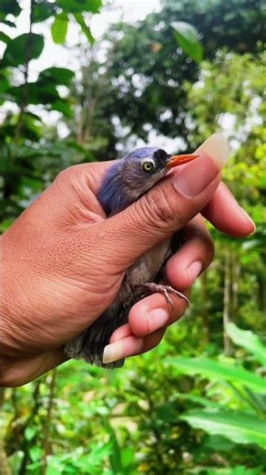 Attract red-billed creeper birds