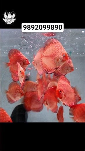 DISCUS FISH BABIES AVAILABLE #discusfish #exoticaquariumfish #aquariumfish