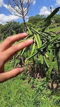 quanto tempo a Pitaya demora para produzir o seu primeiro fruto?