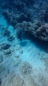 Dream come true Words cannot describe how surreal it was diving with this magical creature. When I flew out to Hawaii two weeks ago I had no idea that I’d get the chance to see one of these gorgeous animals up close, and I was pleasantly surprised to get to see one down in the depths. HUGE thanks to @holliunderwater for taking us out on the beautiful Pau Hana, this dive wouldn’t have been possible without her hospitality. If you ever find yourself in Oahu and need some killer underwater photos, 