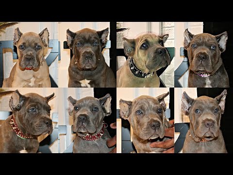 17 cane corso puppies | our import litter plus our 6 week old pups