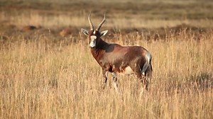 Blesbok Antelope Damaliscus Pygargus Grassland Early Stock Footage Video (100% Royalty-free) 3600701 | Shutterstock