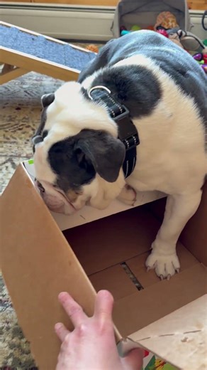 2 brothers gang up on a box! #bulldog#englishbulldog #trumanandtrenton #doglife