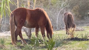 18K views · 1.5K reactions | 3-5-2023 Sunset on the 4x4 Beach and the wild horses of Carova. | Wes Snyder Photography | Facebook
