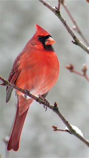 The Beauty of a Red Cardinal in the Snow | Snowfall ASMR #asmr #birds #rain #nature #shorts
