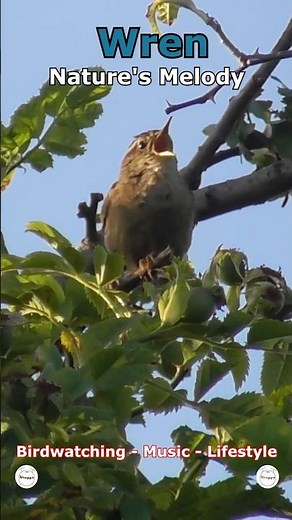 Wren - Nature's Melody | Cleethorpes Country Park, UK Wildlife #shorts #birdsong #wildlife