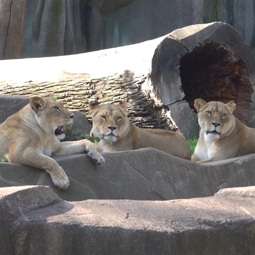 Another great Zoo day, we are not lion! 💚 | Milwaukee County Zoo