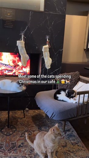 Meet some of the cats spending Christmas in our White City cat café ✨ These cuties haven’t found their forever homes yet, so they’re spending Christmas with us in our cosy cat café 🎄 Book a visit to spend some time with them during the festive period! Book through our bio @javawhiskersuk #rescuecat #catsofinstagram #catlover #cutecats #catcafe | Java Whiskers UK