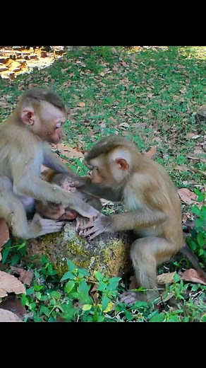 funny Reaction to look after New Orphaned Monkey just abandoned ! 001 #monkey #abandoned #babymonkey #wildlife #macaque #newborn #babymonkey🐒❤️️justlove