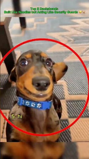 Top 5 Dachshunds Built Like Noodles but Acting Like Security Guards 😂🐕