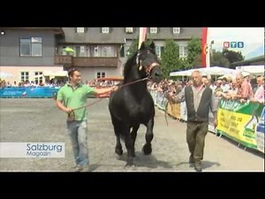 Noriker- & Haflinger Landeshengstschau, www.rts-salzburg.at