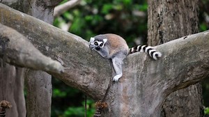 Book tickets for Zoo Miami