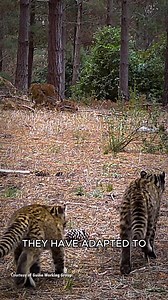 33K views · 635 reactions | Kodkod is the cutest cat you have ever seen! | Animalogic | Facebook