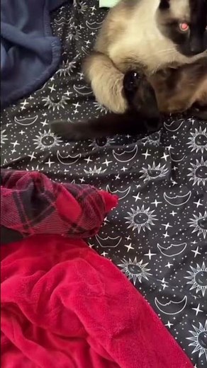 Help! How to stop my cat from humping the blanket?