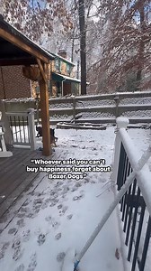 My heart is full watching them experiencing a snow! They love and enjoy it! Whoever said you can’t but happiness forgot about Boxer Dogs. #miadagangwithemily❤️☃️❄️🌨️ #boxer #letitsnow #funnydogs #dogsarefamily | Mia & Da Gang With Emily