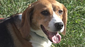 'Every single day she's a brand new dog': 25 beagles rescued from shuttered facility adopted in West Michigan