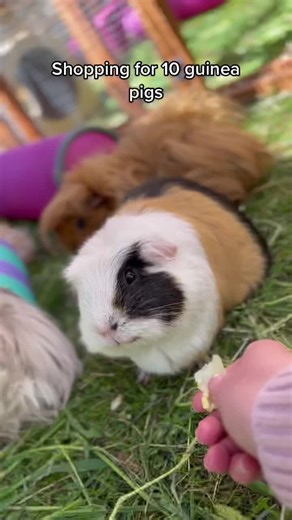 Shopping for 10 Guinea Pigs and Fresh Spring Greens Haul