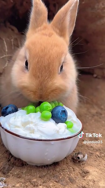 Cute Bunny Video Compilation — Viral TikTok Bunny Clips