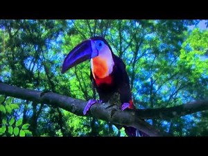 1 Toucan Song - In The Night Garden