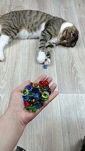 The cat was surprised at this moment 😦 #satisfying #cat #memes | Satisfying Videos