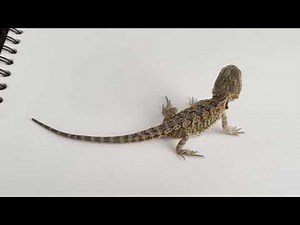 Backwater Reptiles Review! Bearded Dragon!