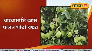 Mango : এই আম পাওয়া ‌যায় সারা বছর ! জানেন কী নাম এই ফলের রাজার ? #Mango #Local18WestBengal #Local18 #News18Bangla #BengaliNews #WestBengalNews #DistrictNews | News18 Bangla