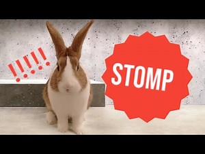The Almighty Bunny Foot Stomp - Rabbit Stomps for 13 Minutes Straight!
