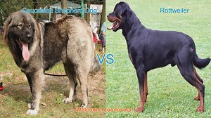 Caucasian Shepherd Dog vs. Rottweiler: A Comparison of Two Pow...