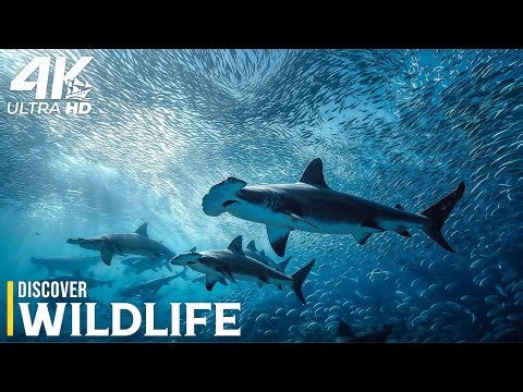 Pacific Ocean Kings | Which Species Truly Reigns Supreme in Earth’s Largest Ocean Ecosystem Today?