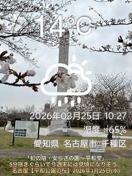 ｢虹の塔・安らぎの園〜平和堂｣5分咲きぐらいで今週末には見頃になりそう。名古屋【平和公園の桜】2026年3月25日(水)