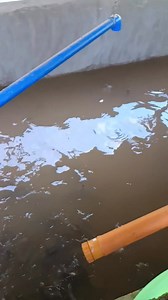 17K views · 329 reactions | Every day routine and tips for catfish backyard farming pt 5 #MrBeng #Hito | Mr. Beng | Facebook