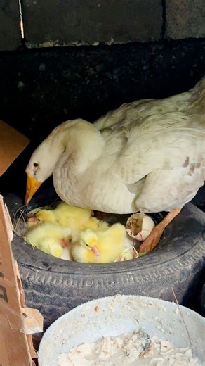 Hatching duckling eggs Nest Cute little fluffy baby ducks goose geese hatchlings goslings