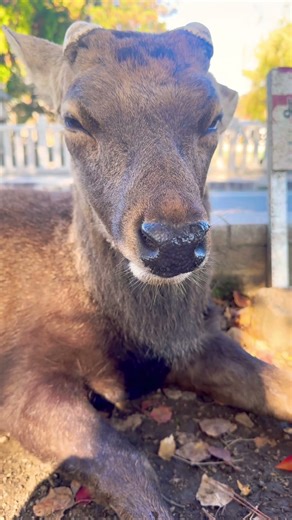 ようこそ奈良公園へ🦌