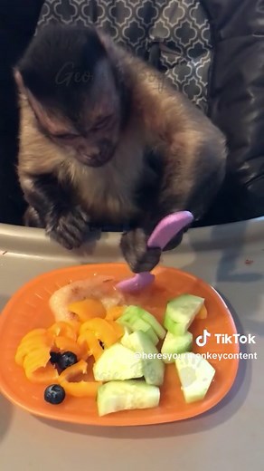 Monkey Eating Etiquette