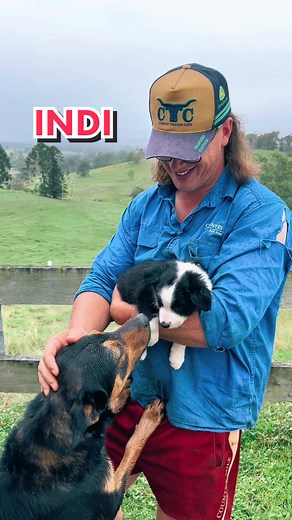 Meet Indi: The Adorable Farm Dog Puppy