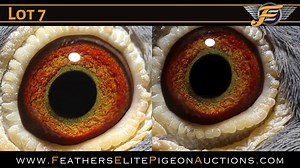 💥OPEN NOW FOR BIDS💥 LOT 7 "INBRED CAPTAIN HUCK" DV22-02289-1986 ♂ BLUE BAR COCK ORIGINAL MATTIS RACING PIGEONS WITH GABY VANDENABEELE INBRED AND GRANDCHILD OF SUPER BREEDER "CAPTAIN HUCK" DIRECT SON OF FOUNDATION BREEDING HEN "SISTER GOLDEN LADY" THE NEW BREEDING GRENADE OF MATTIS RACING PIGEONS! CHILDREN FLY EXCELLENT AND ALWAYS IN THE TOP! "SISTER GOLDEN LADY" IS MOTHER OF "395" https://www.featherselitepigeonauctions.com/auction/455/item/inbred-captain-huck-dv22-02289-1986-15641/ | Feathers