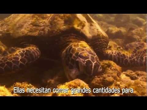Migracion de las Tortugas Marinas