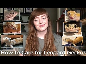 How To Care for Leopard Geckos | Beginner Guide