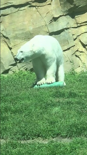 Polar Bear Playtime at Henry Vilas Zoo 🐻‍❄️💙 #travel #animals