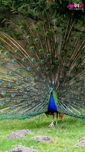 169 reactions | Mor Papiha Bole Re Song: Mor Papiha Bole Re Album:...