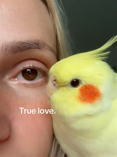 Expressing Love: My Adorable Parrot's Heartwarming Moments