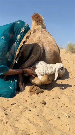 انتصار الرحمة 🌸 | خطوة شجاعة من فتاة أنقذت حياة حملٍ صغير