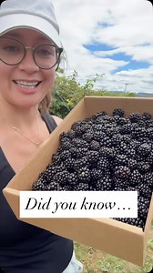 Did you know marionberries are actually blackberries? I learned from @oregonberries that it can take up to 25 years to breed the perfect berry for strength and taste. They’ve been around for 100 years making sure we get the juiciest, most flavorful blackberries in the world. 🌿 Summer is the best time to visit local farms and taste blackberries fresh from the vine — once you try them that way, you’ll never go back! 🍇✨ #OregonBlackberries #Marionberries #EatLocal | Sugar Geek Show