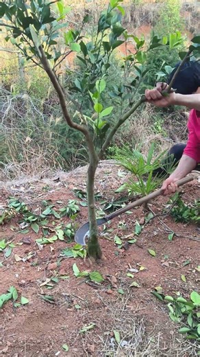 Fruit orchard tree clearance