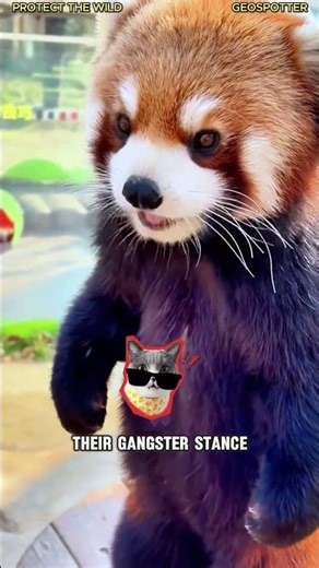 Cute animals that are actually dangerous red pandas