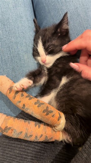 Testing Toys with Lieutenant Dani the Kitten