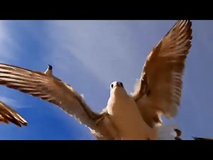 Seagull Sound Effect and Beach Sounds for Sleeping with Seagulls.Ocean Waves with Seagull Flying 10h