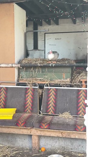 96K views · 1.7K reactions | Moja our Muscovy duck wake up flight #duckflight #wakeup #muscovyduck #slowmotion | Caenhill Countryside Centre | Facebook