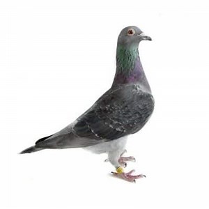 Carrier Pigeon: Characteristics, Training and more ▷➡️ Postposmo