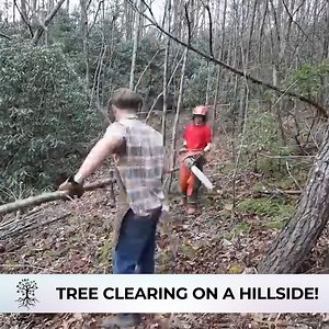 11K views · 145 reactions | Tree Clearing On A Hillside! Day 89 of Our Homestead Build | Abundant Permaculture | Facebook